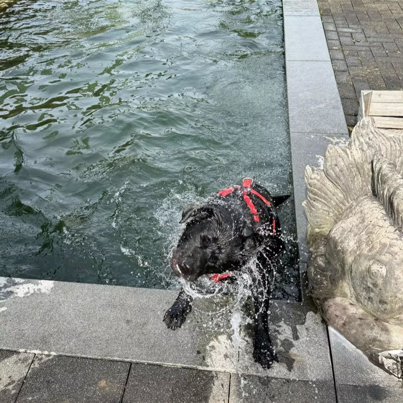 Hunde Poolparty 2024 06 web 02.jpg