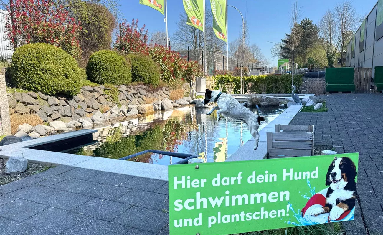 Mit Hund schwimmen Aachen.jpg