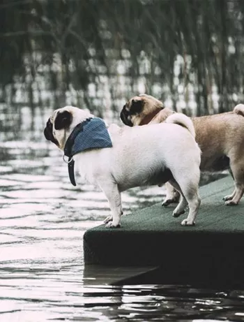 Hunderassendie nicht schwimmen konnen.jpg