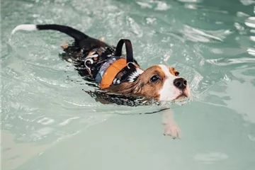 Hunderassen die nicht gut schwimmen können