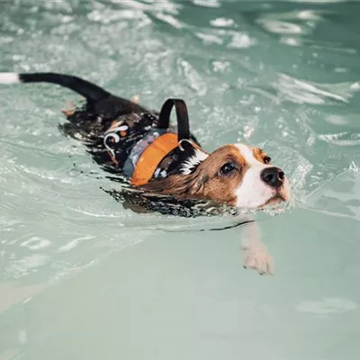 Hunderassen die nicht gut schwimmen können