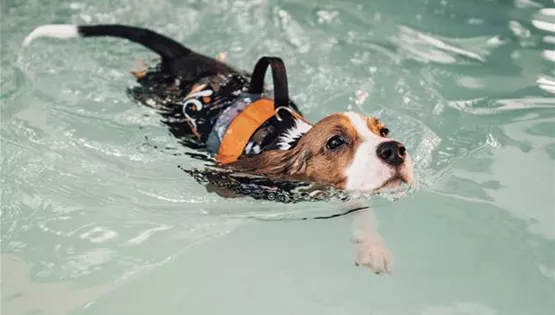 Hund kann nicht schwimmen.jpg