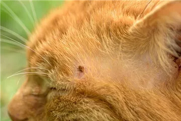 Zecken bei Katzen