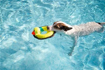 Hund schwimmen lernen