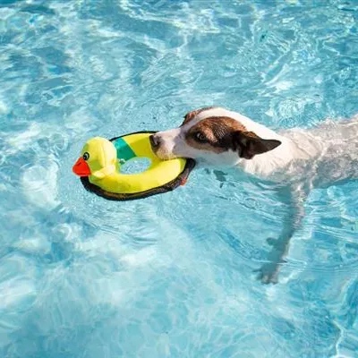 Hund schwimmen lernen