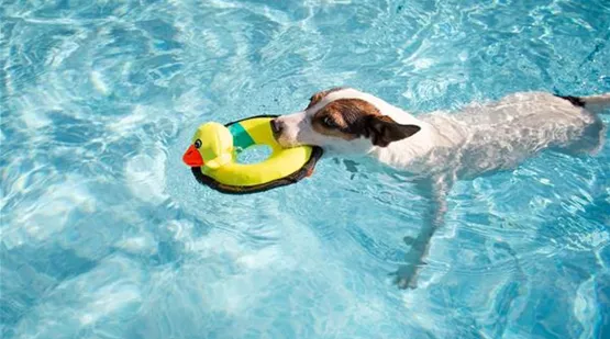 Hund schwimmen lernen.jpg