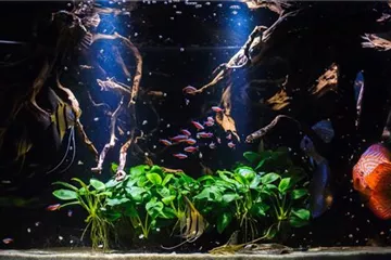 Wasserwerte im Süßwasseraquarium