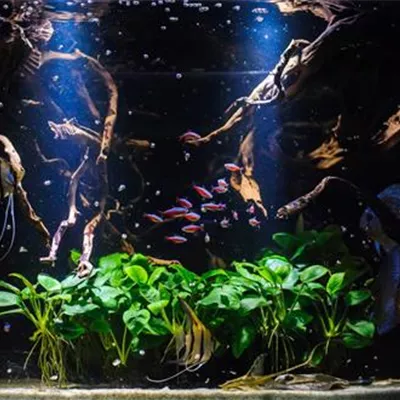 Wasserwerte im Süßwasseraquarium