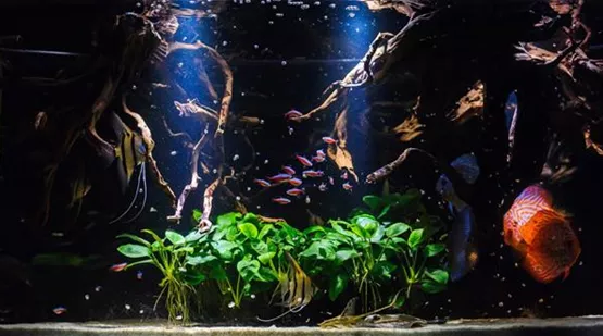 Wasserwerte-im-suesswasseraquarium.jpg