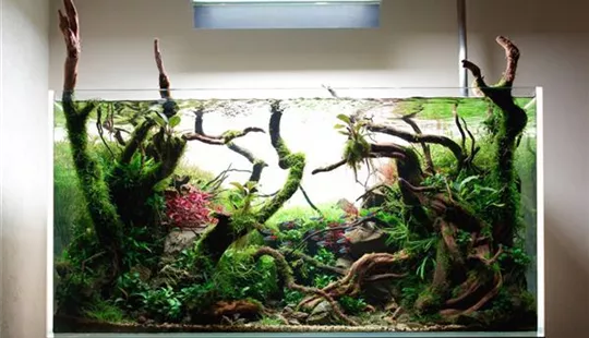 PH-werte im suessswasseraquarium.jpg