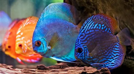 gesamthaerte suesswasseraquarium.jpg