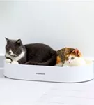 PetRhein Zen Paw Kratzbrett